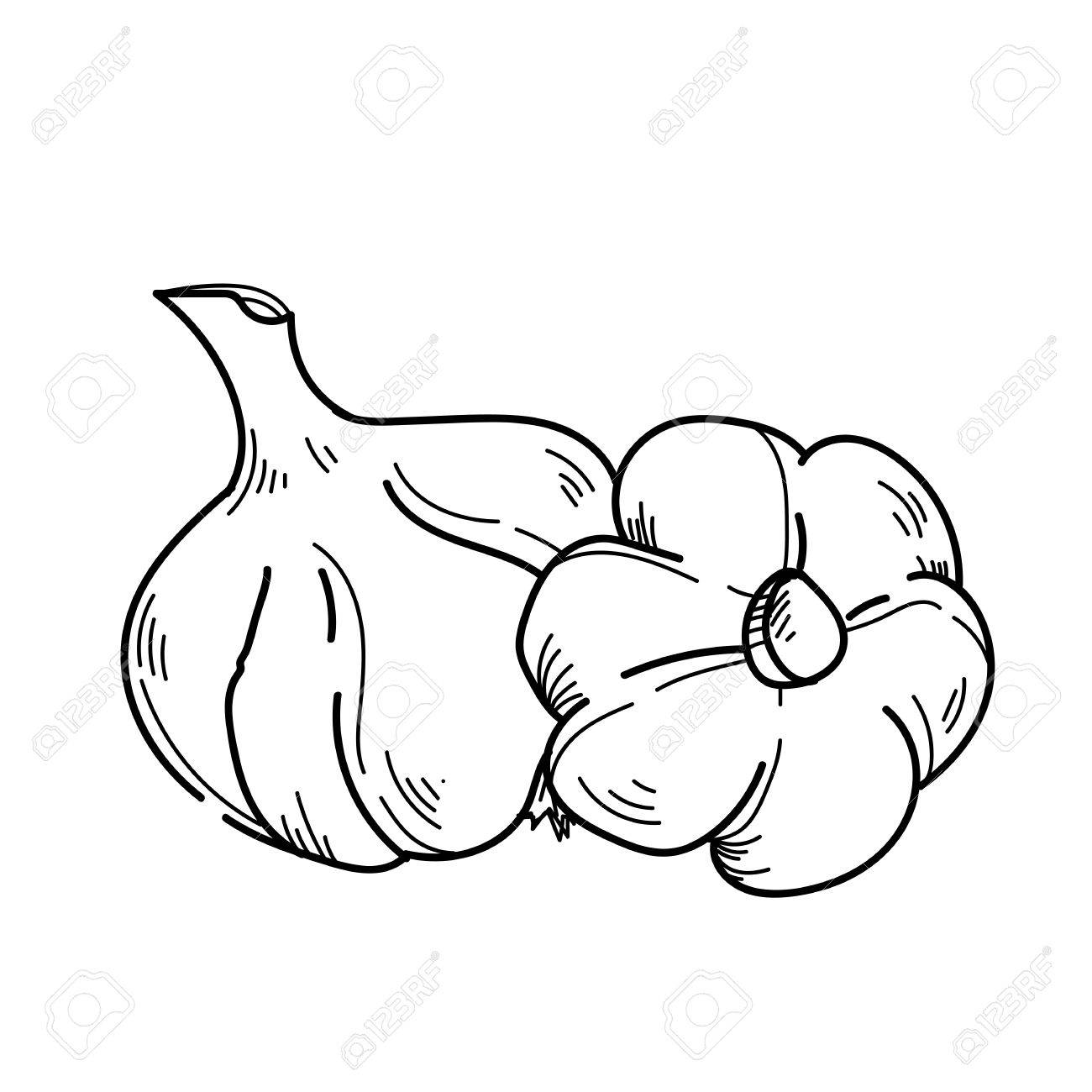 フリーハンド描画図野菜ニンニク の写真素材 画像素材 Image 70098545