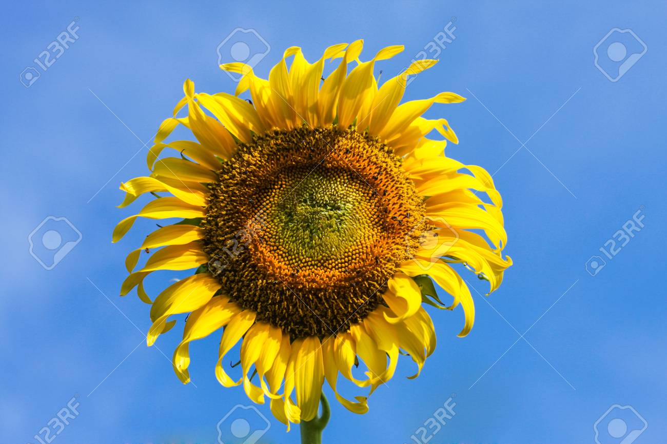 해바라기 로열티 무료 사진, 그림, 이미지 그리고 스톡포토그래피. Image 50640286 해바라기