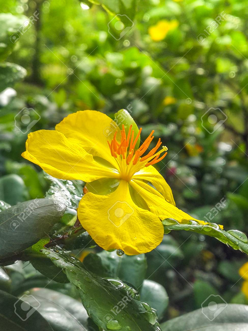 etiam-dictum-ipsum-a-felis