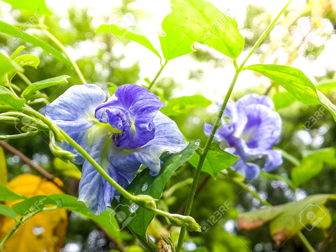 etiam-dictum-ipsum-a-felis