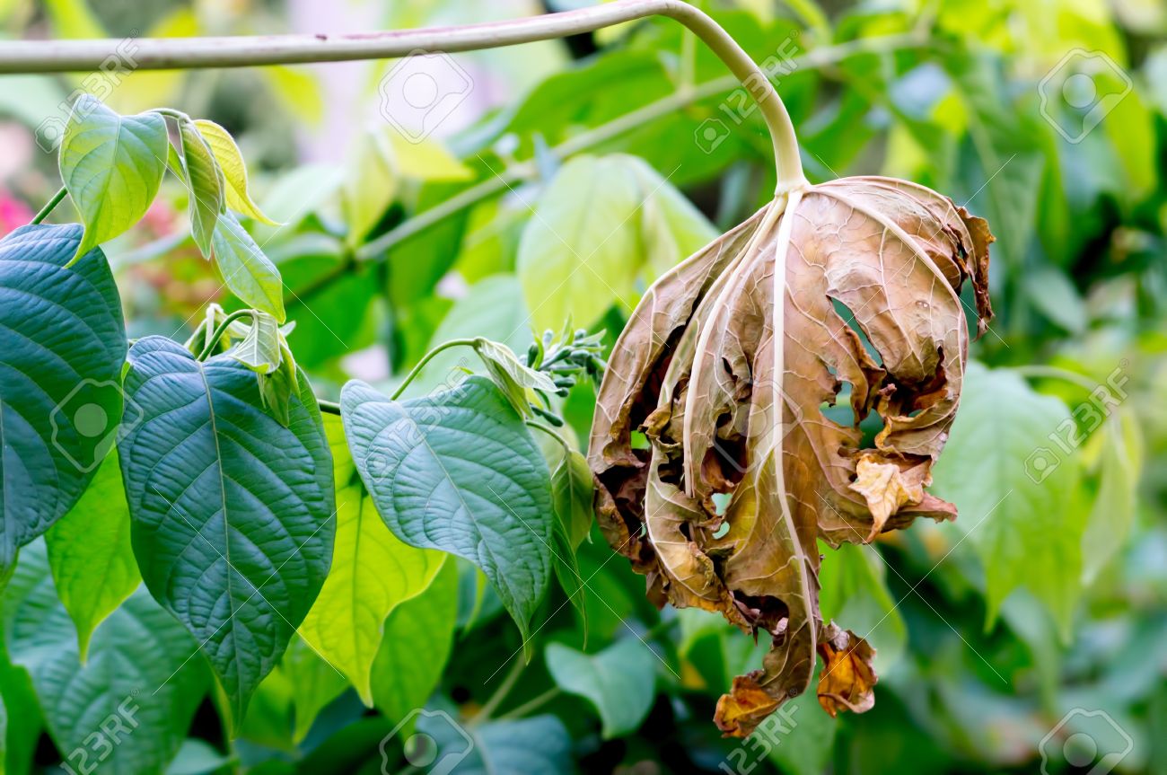 Ein Toter Und Verfallenden Blatt Unter Mehreren Grunen Blattern Anzeigen Der Allmahlichen Tod Und Verfall Der Dinge Lizenzfreie Fotos Bilder Und Stock Fotografie Image 29899712