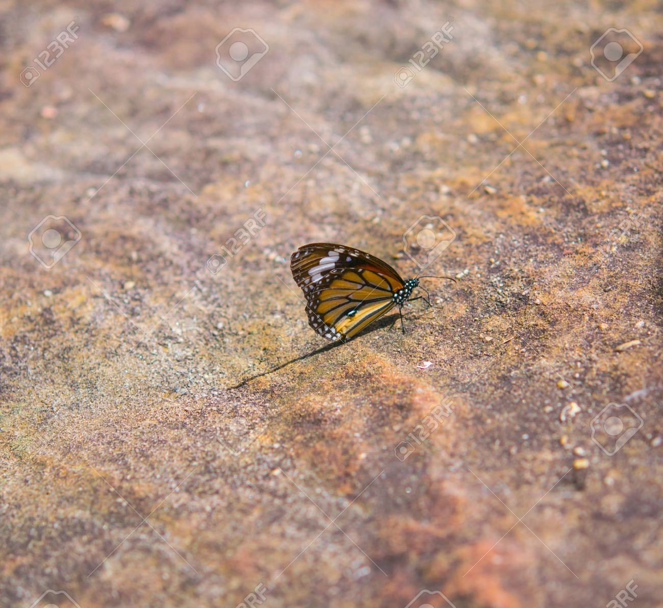 etiam-dictum-ipsum-a-felis