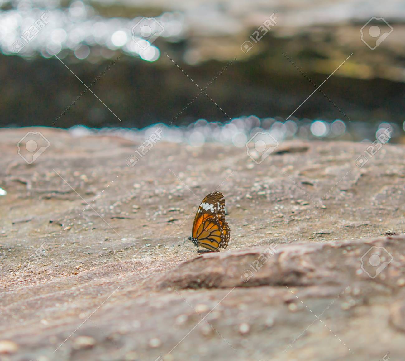 美しい珍しい蝶を見つけた の写真素材 画像素材 Image