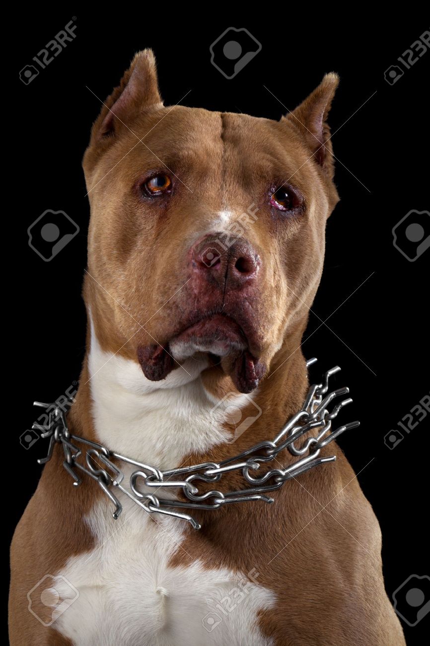 american pitbull terrier jumping pit bull terrier stock photos u0026 pictures royalty free pit bull american pitbull terrier jumping pit bull terrier stock photos u0026 pictures royalty free pit bull