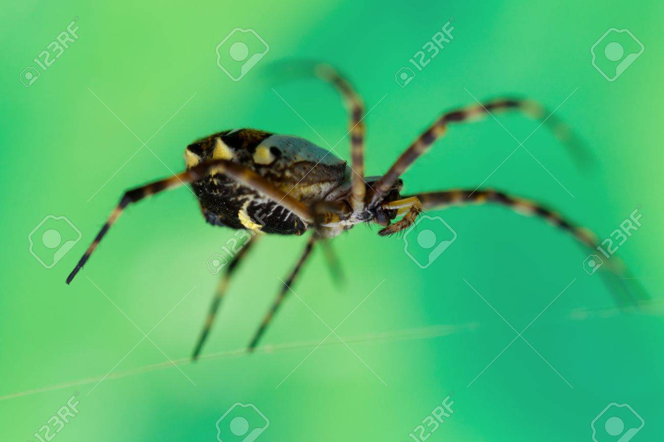 writing spiders stock photos writing