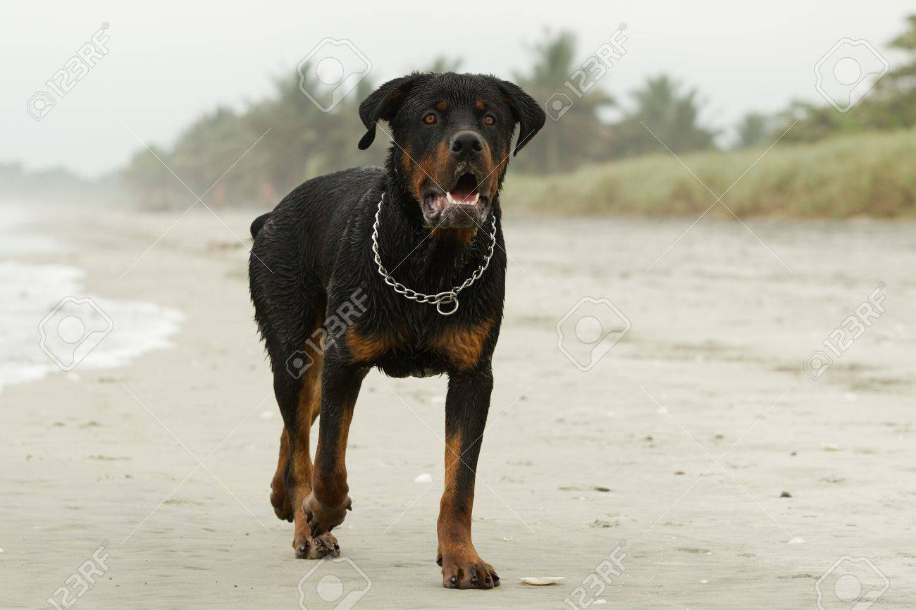 Adult Male Rottweiler On The Beach Observe The Beautiful Expression Of This Breed Stock Photo Picture And Royalty Free Image Image