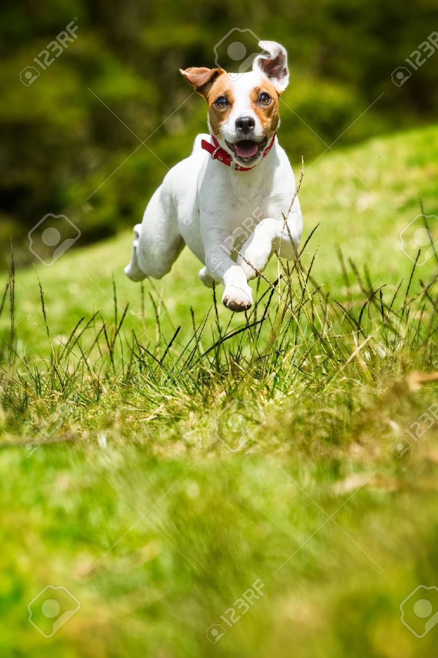Jack Russel Terrier Parson Courant Vers La Camera A Faible Angle De Tir A Grande Vitesse Banque D Images Et Photos Libres De Droits Image 30811501