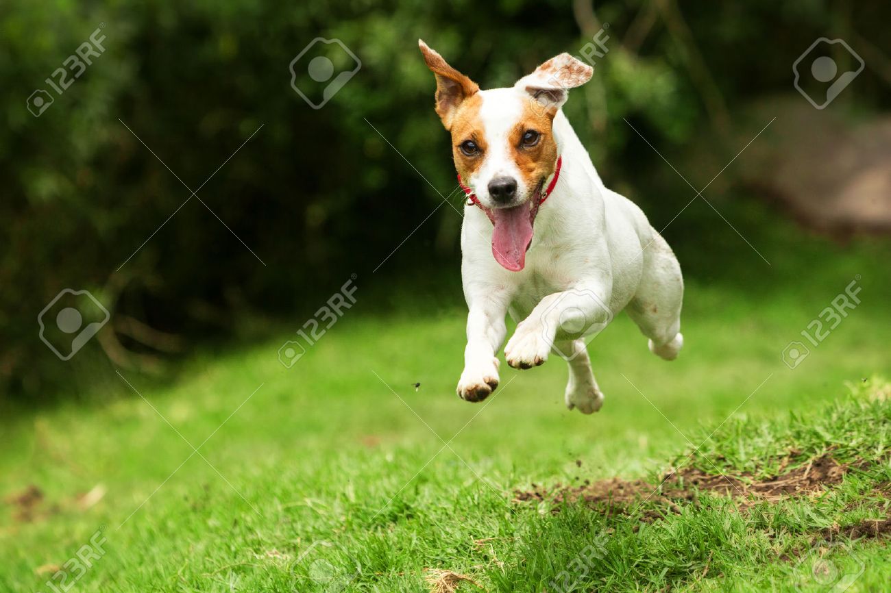 Jack Russel Terrier Parson Courant Vers La Camera A Faible Angle De Tir A Grande Vitesse Banque D Images Et Photos Libres De Droits Image 30811506