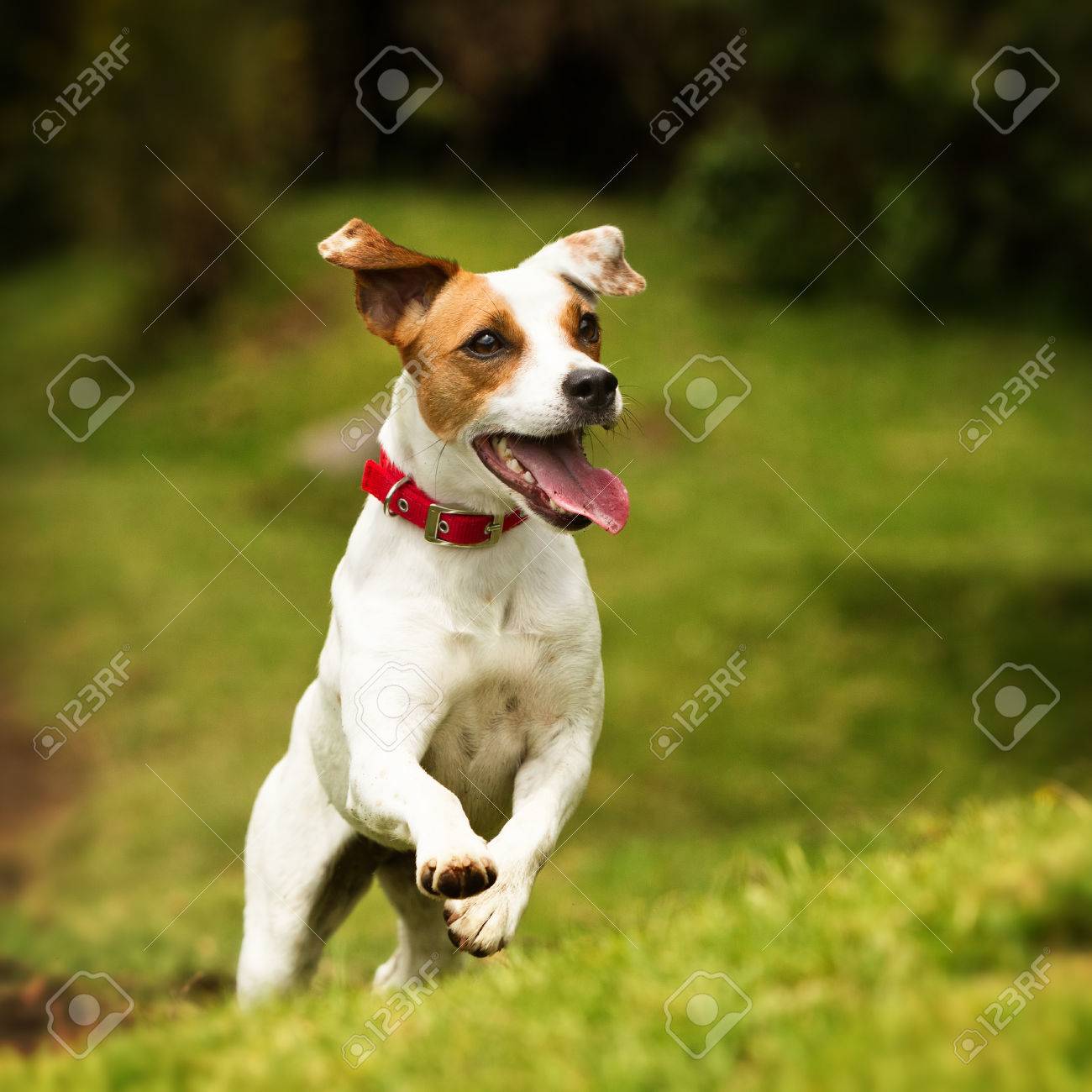 Jack Russel Terrier Parson Courant Vers La Camera A Faible Angle De Tir A Grande Vitesse Banque D Images Et Photos Libres De Droits Image 30835472