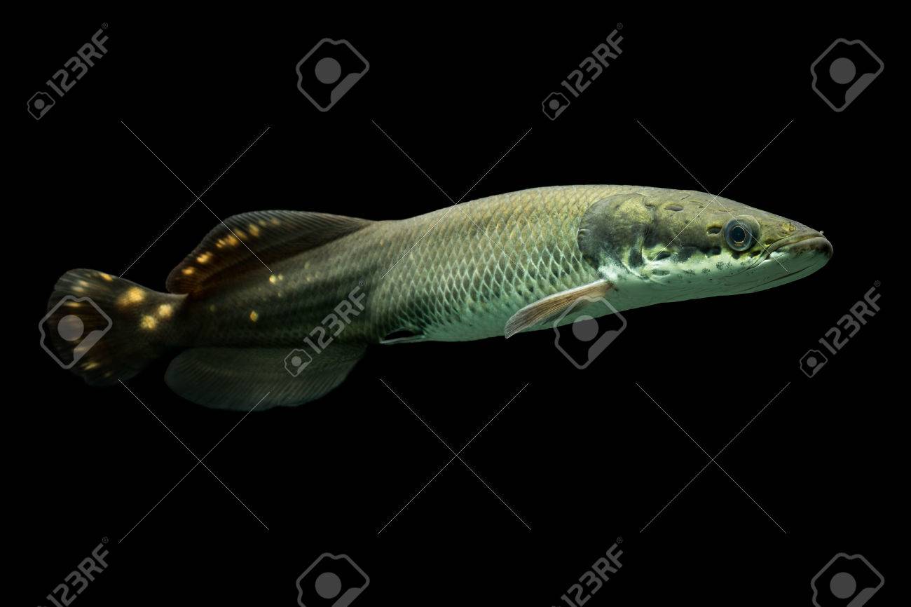 少年アマゾンピラルクー Leptosoma 水中水族館撮影 の写真素材 画像素材 Image