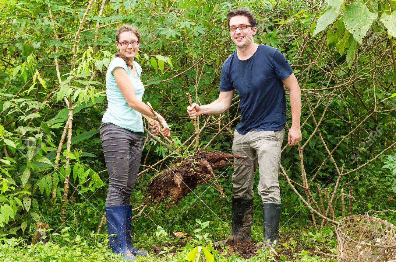 Paar Der Europaischen Touristen Extrahieren Yucca Oder Maniok Pflanze Aus Dem Boden Typische Aktivitat Im Ecuadorianischen Dschungel Tourismus Lizenzfreie Fotos Bilder Und Stock Fotografie Image 38286823