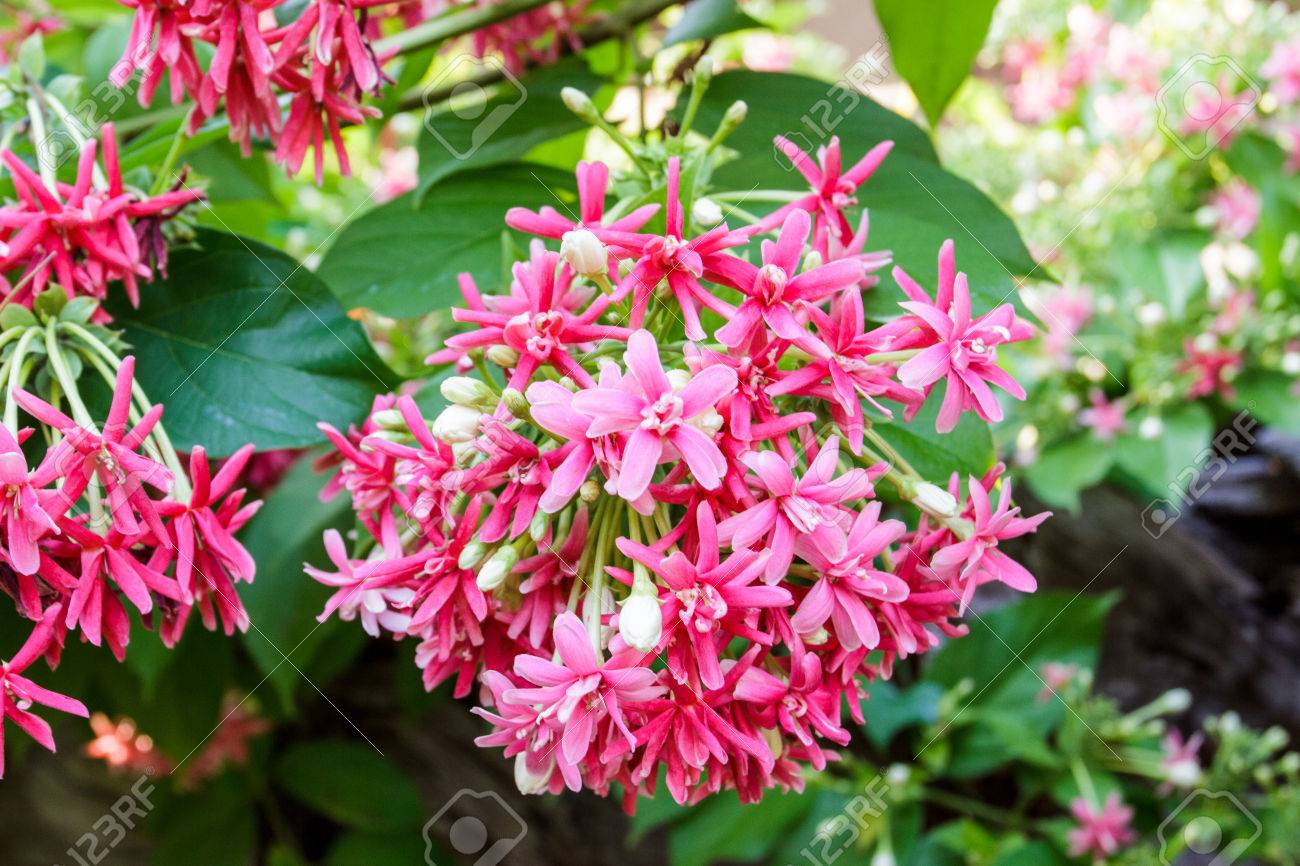 Fleur Rose Quisqualis Indica également Connu Comme Le Chèvrefeuille Chinois Rangoon Plante Grimpante Combretum Indicum Et Drunen Marin