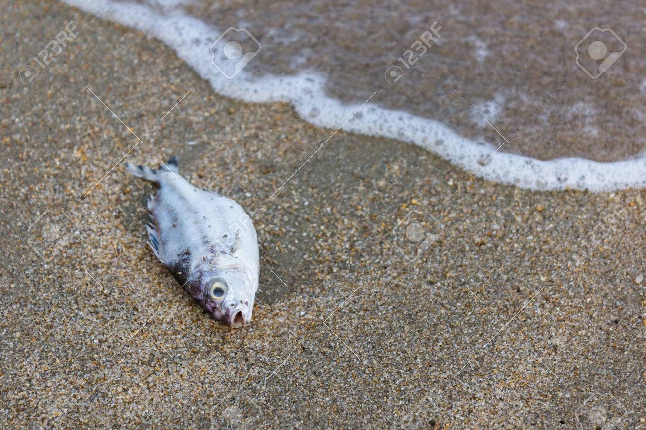 死魚ビーチ グローバルに地球温暖化 自然の破壊 消滅 の写真素材 画像素材 Image 死魚ビーチ グローバルに地球温暖化 自然の破壊 消滅 の写真素材 画像素材 Image