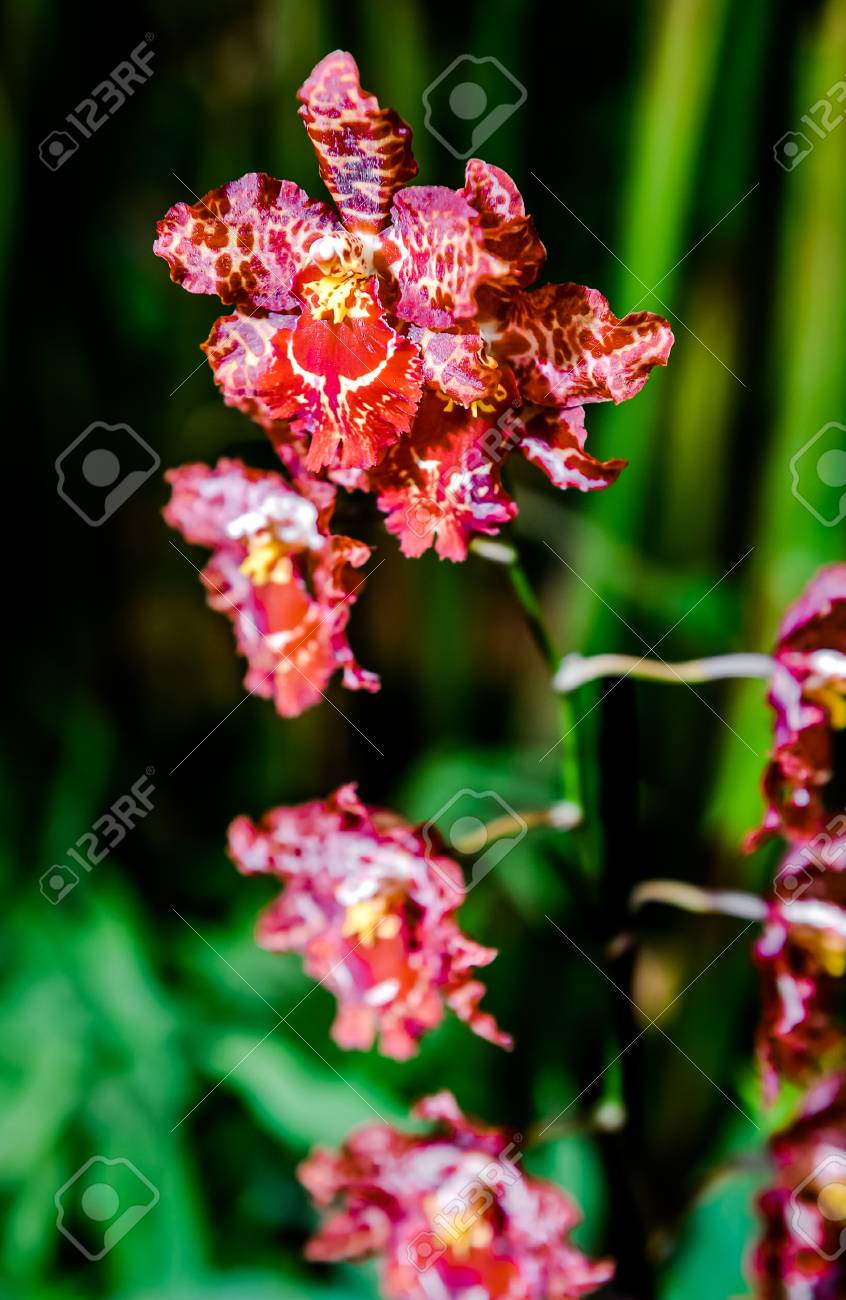 オドントグロッサム赤の蘭の花のクローズ アップ の写真素材 画像素材 Image