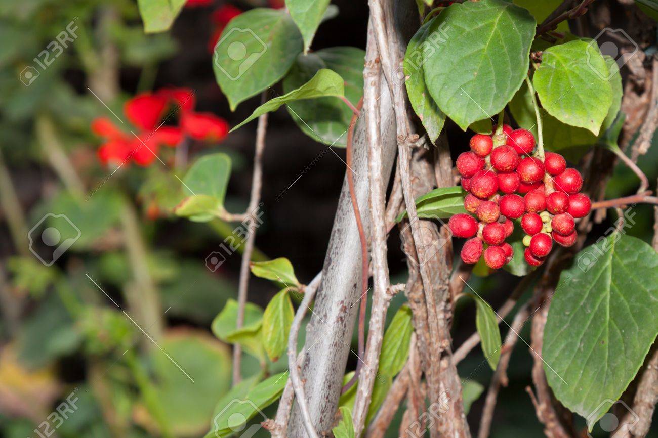 Magnolia Fruit Tree Vine