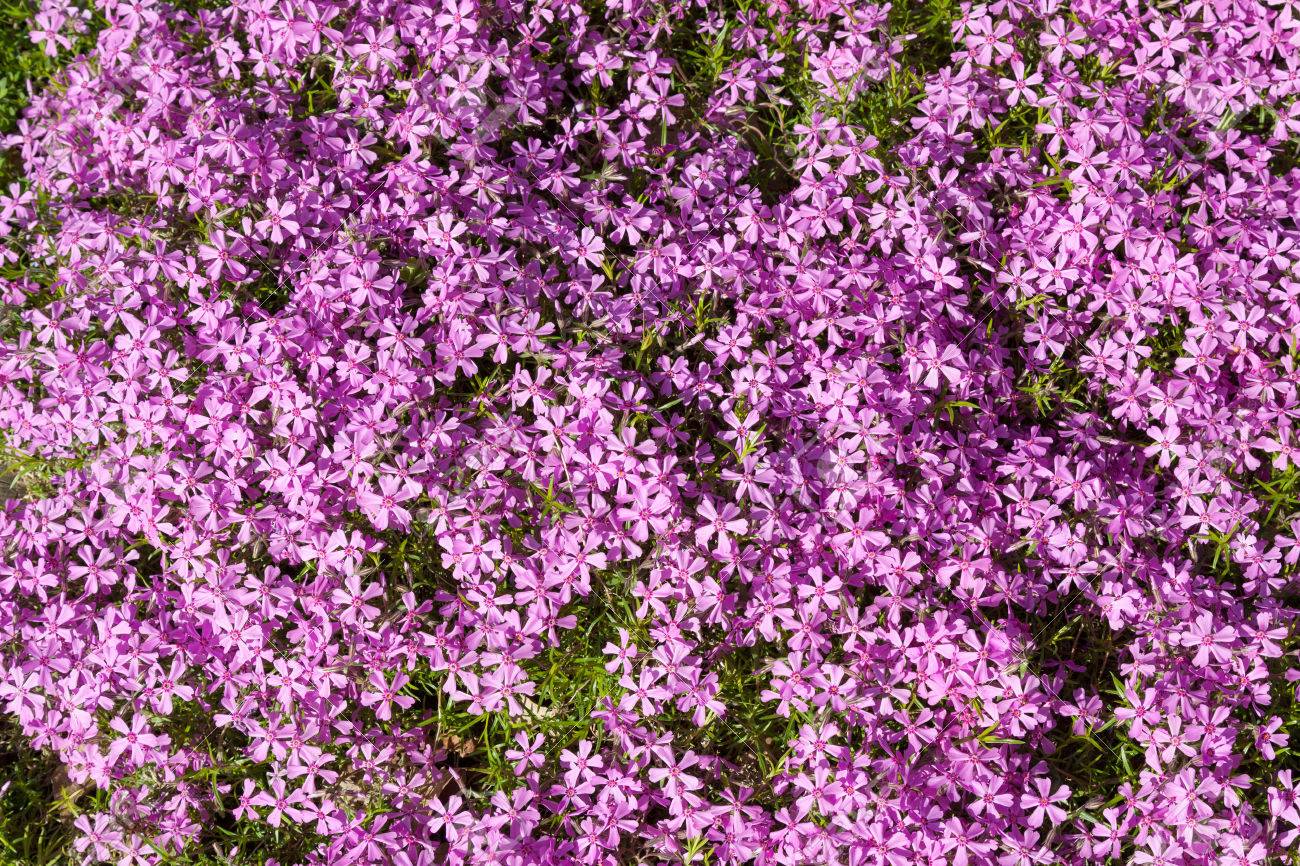 紫の花フロックスの多数の背景 の写真素材 画像素材 Image