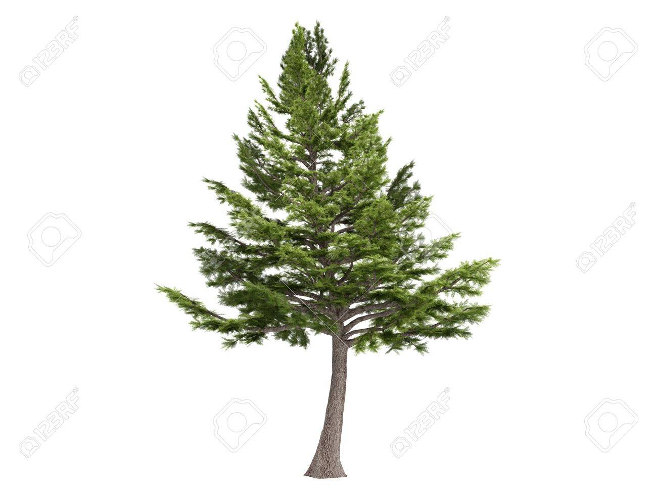 Rendered 3d isolated cedar (Cedrus libani) - 5399351 Rendered 3d isolated cedar (Cedrus libani) - 5399351