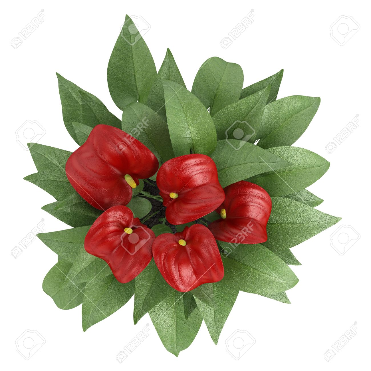 Fleurs Danthurium Avec Une Profonde Floraison Rouge Spathe Sur Une Plante En Pot Intérieur Isolé Sur Blanc