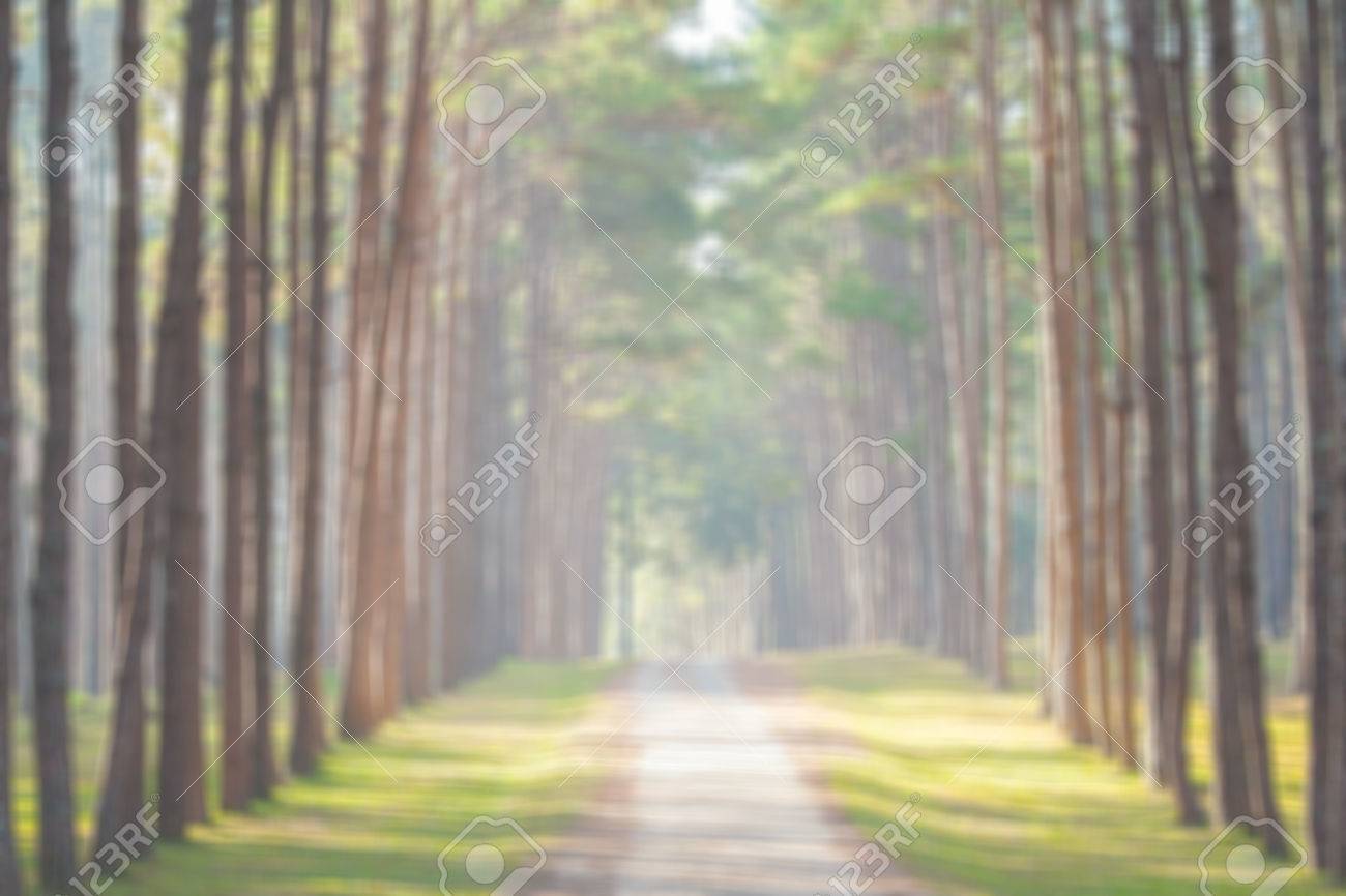 Blur Natural Green Forest Background Stock Photo, Picture And Royalty Free  Image. Image 42525866.