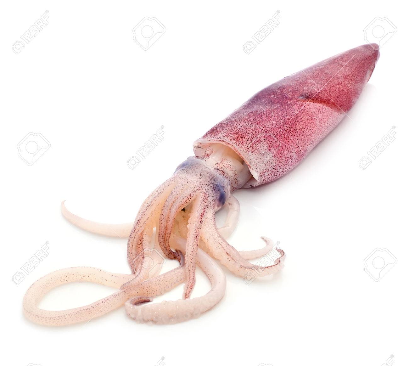 Fresh Squid Isolated On White Background Stock Photo, Picture and Royalty  Free Image. Image 22880691.