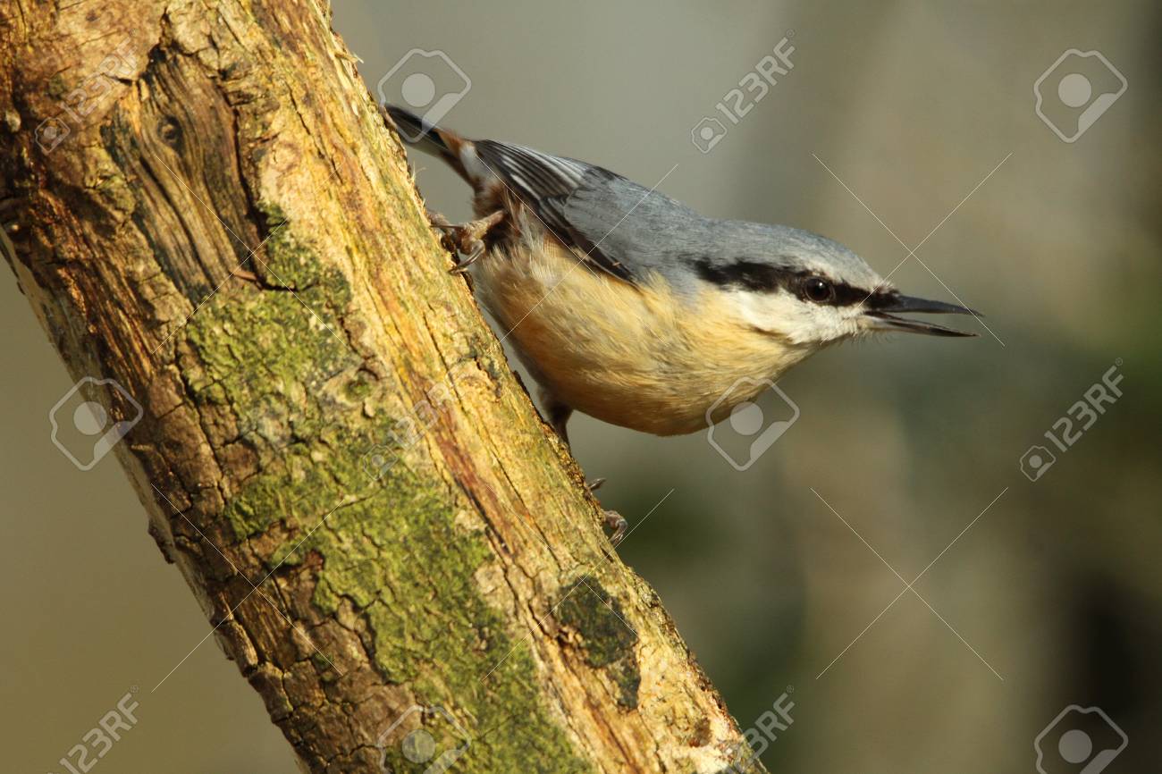 etiam-dictum-ipsum-a-felis