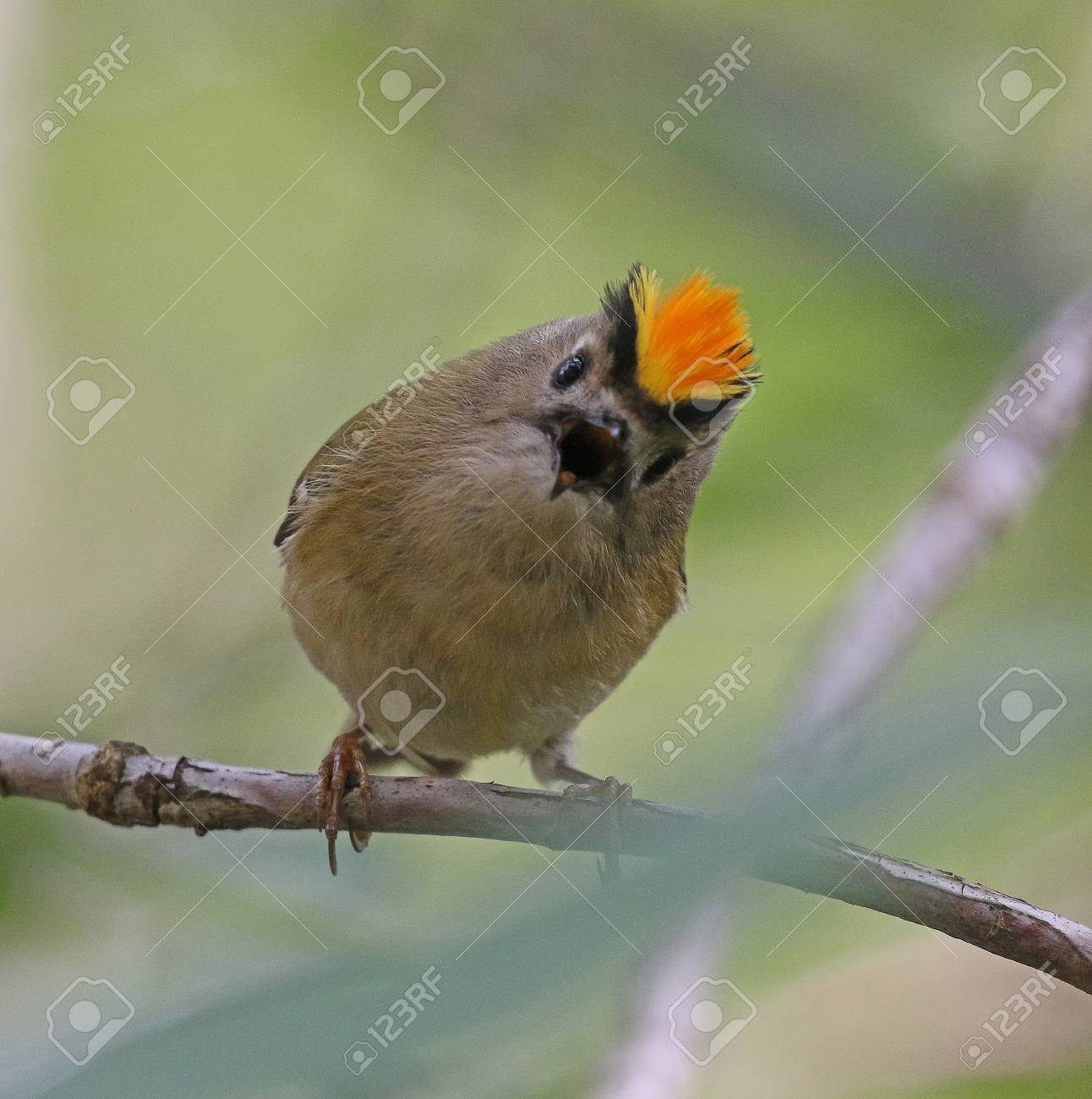 etiam-dictum-ipsum-a-felis