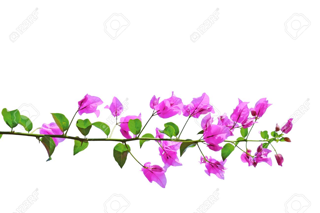 Pink Bougainvillea Flowers Isolated On White Background Stock Photo Picture And Royalty Free Image Image