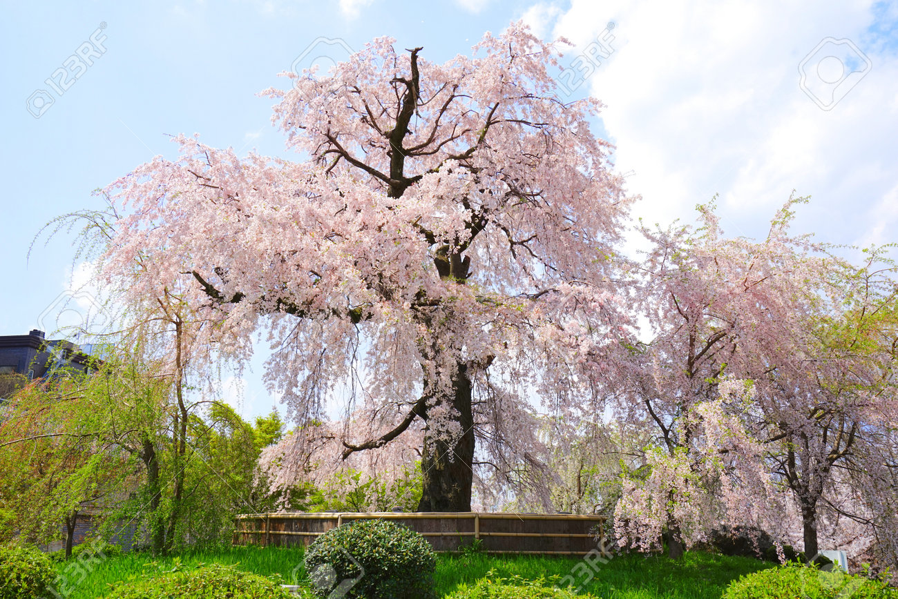 Weeping Cherry Tree At Maruyama Park Kyoto City Kyoto Pref Japan Stock Photo Picture And Royalty Free Image Image 162638036