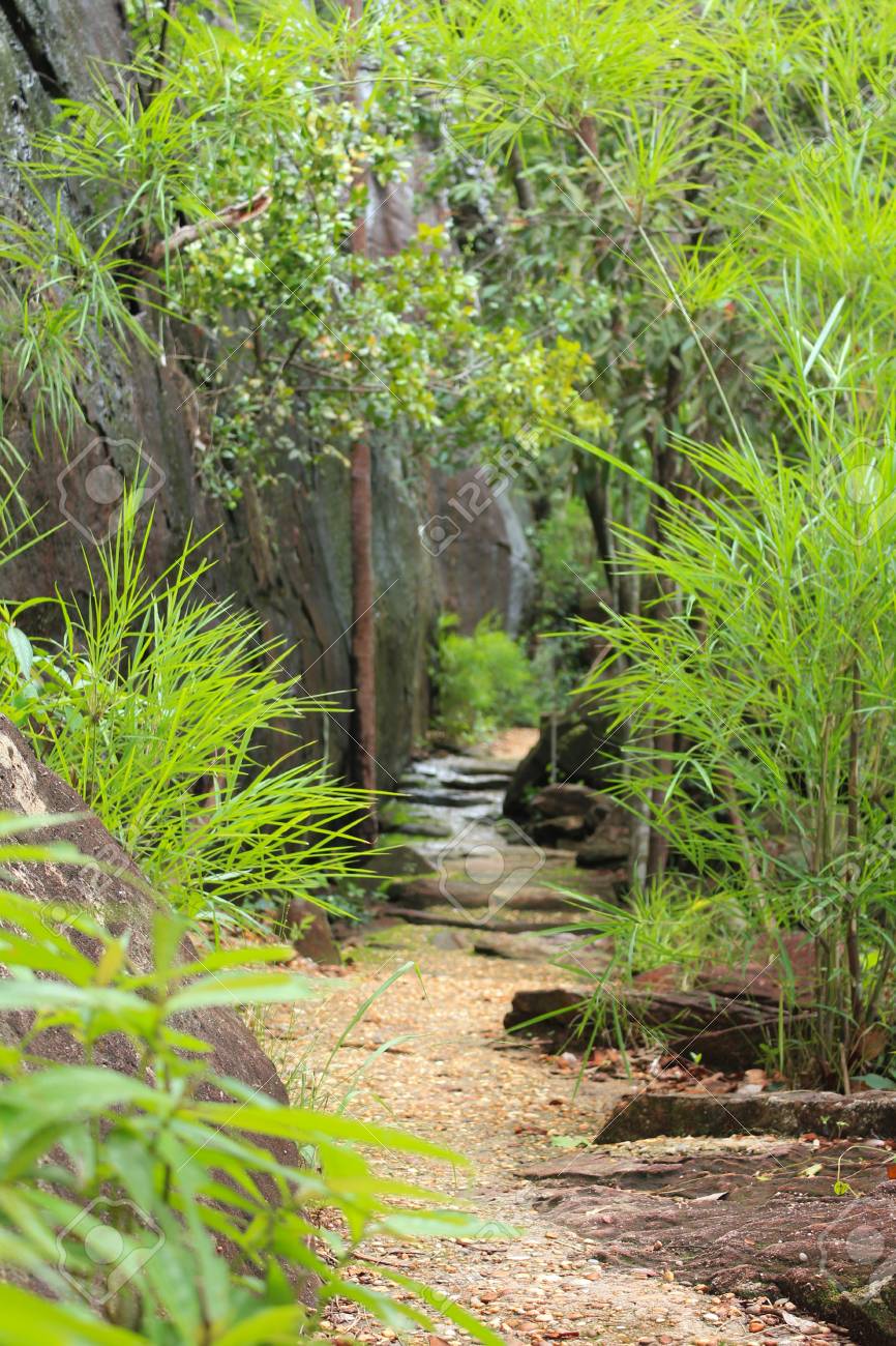 森の散歩道 の写真素材 画像素材 Image 森の散歩道 の写真素材 画像素材 Image
