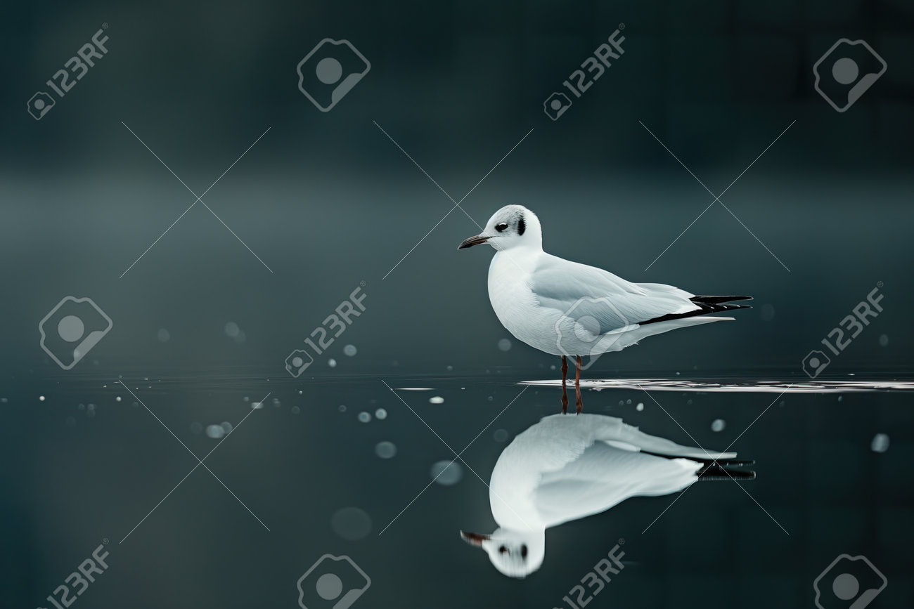 etiam-dictum-ipsum-a-felis