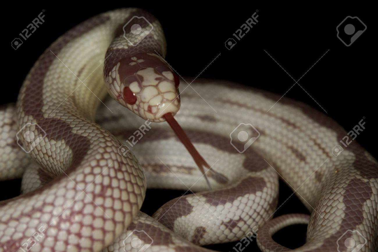 逆ストライプ アルビノ カリフォルニア州キングヘビ属 Lampropeltis Getulus Californiae の写真素材 画像素材 Image
