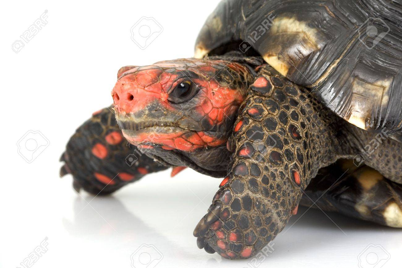 Cherry Head Red Footed Tortoise Geochelone Carbonaria On White
