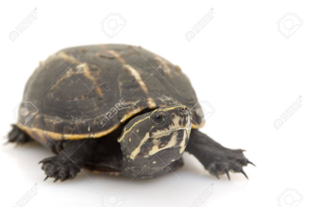 Three Striped Mud Turtle Kinosternon Baurii On White Background Stock Photo Picture And Royalty Free Image Image 3929980