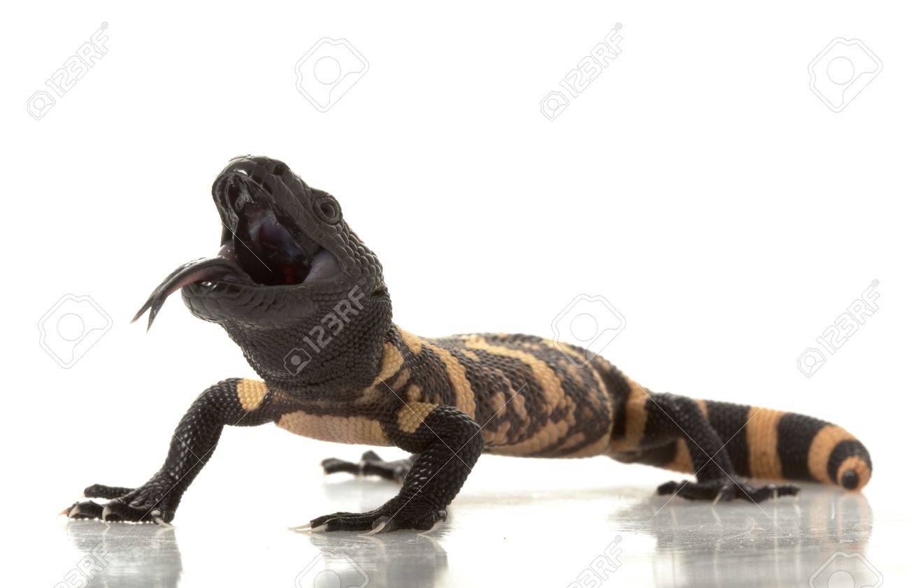 gila monster toy