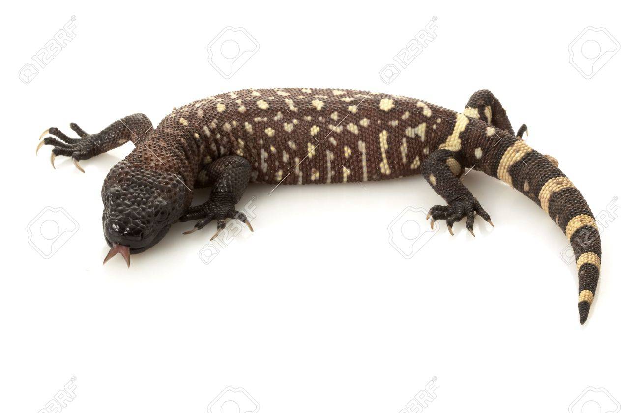 4240691-mexican-beaded-lizard-heloderma-horridum-isolated-on-white-background-.jpg