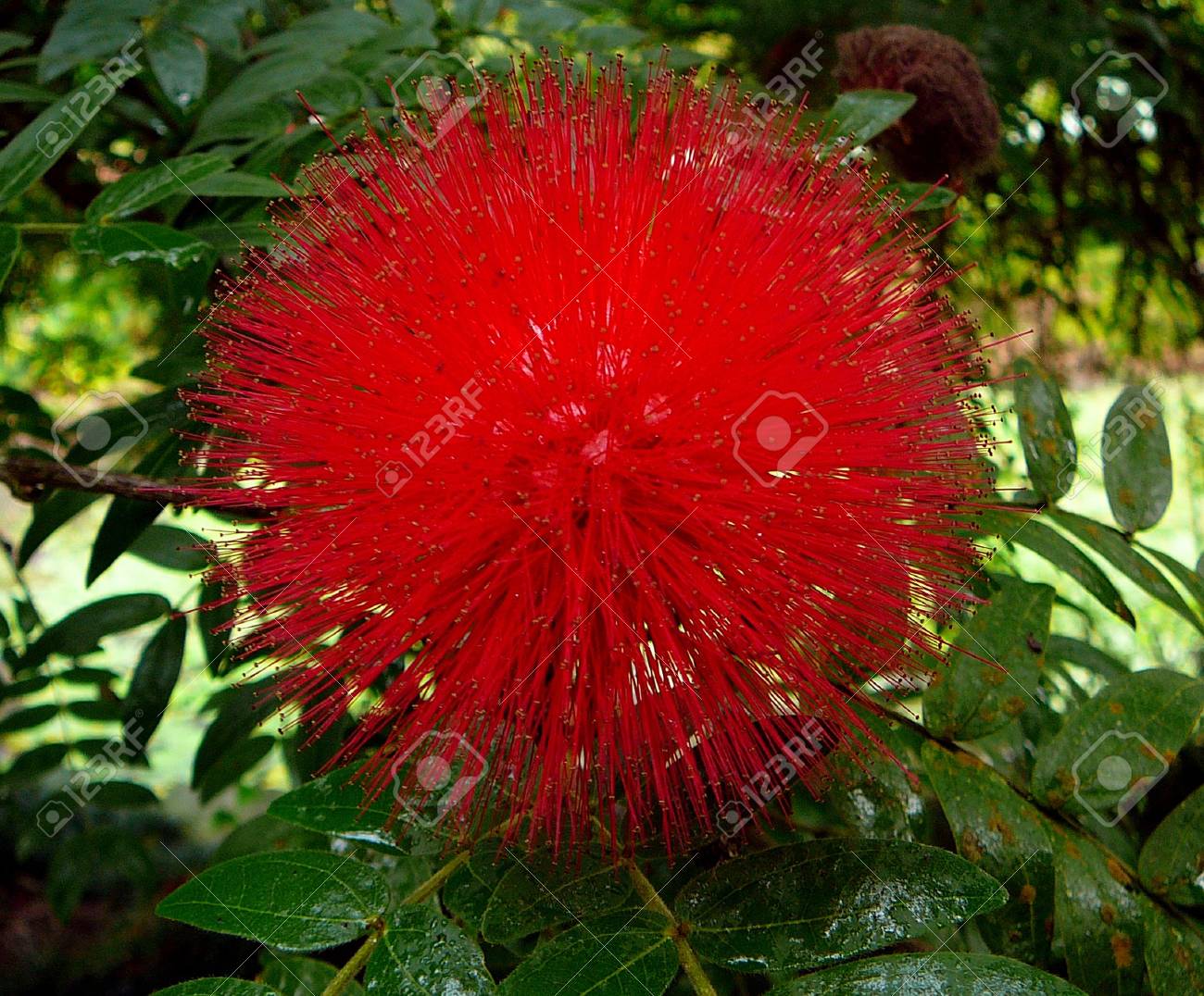 ハワイの赤い花 の写真素材 画像素材 Image