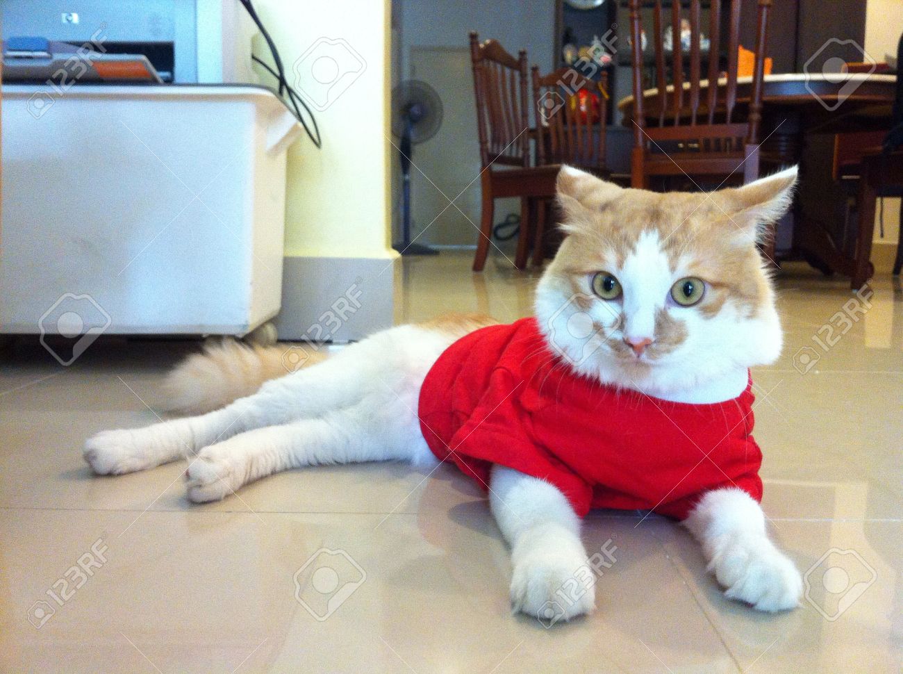 shirt for cat