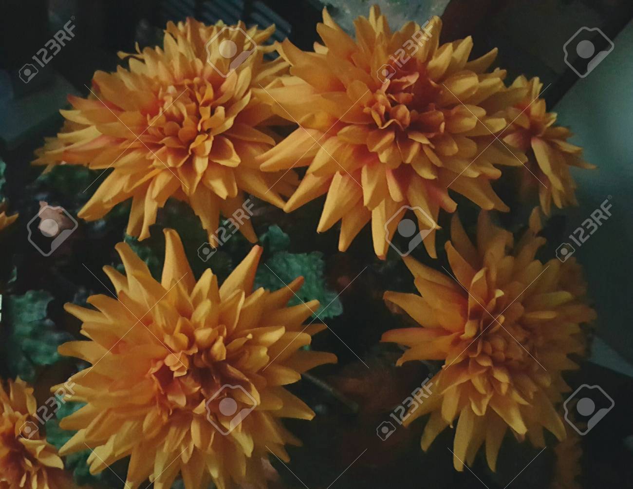 etiam-dictum-ipsum-a-felis