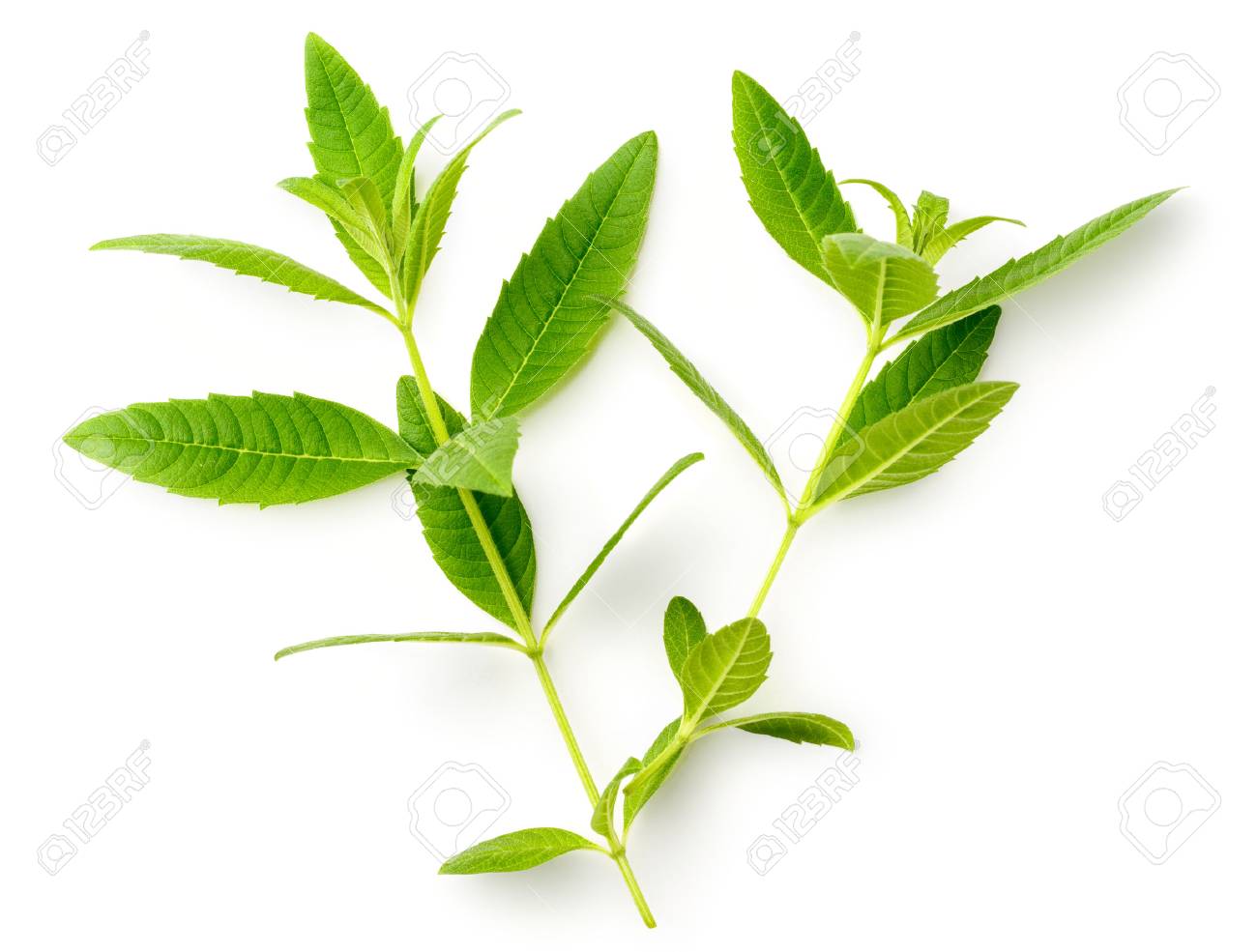 fresh lemon verbena leaves isolated on white - 93689544 fresh lemon verbena leaves isolated on white - 93689544