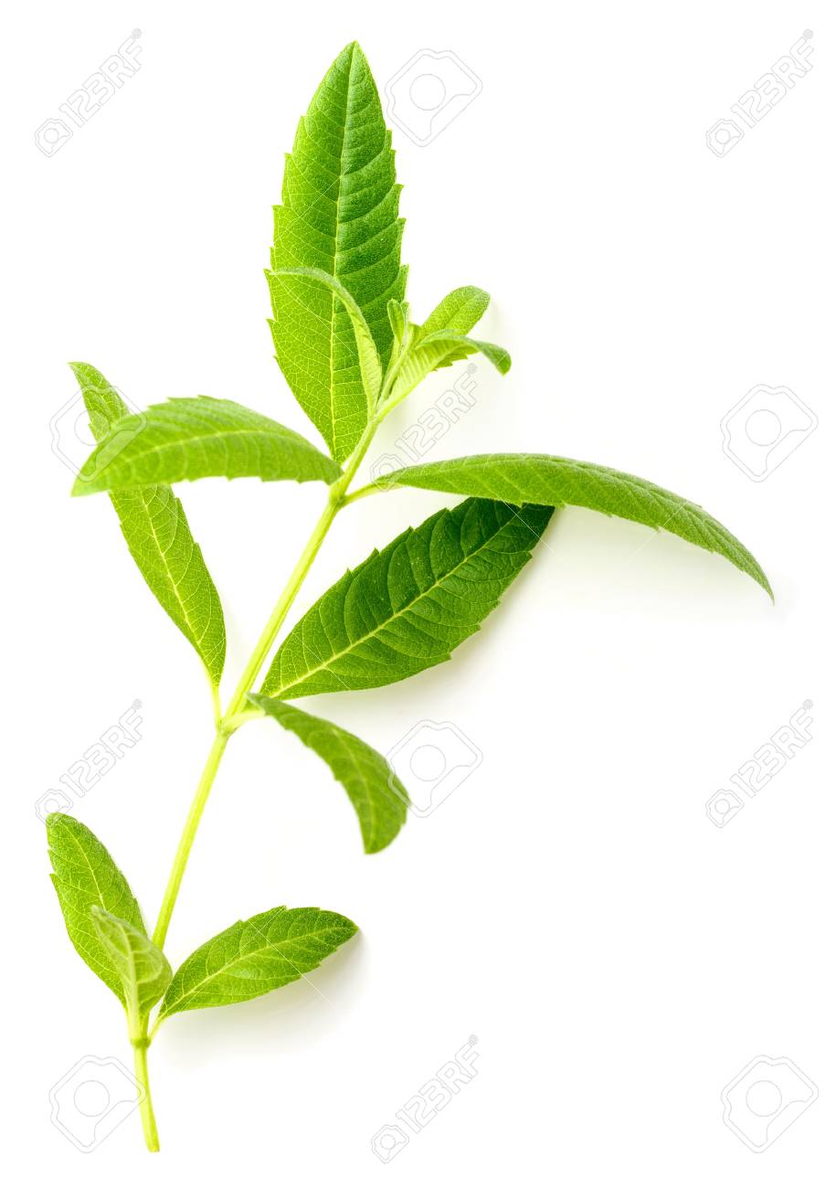 fresh lemon verbena leaves isolated on white - 93689563 fresh lemon verbena leaves isolated on white - 93689563