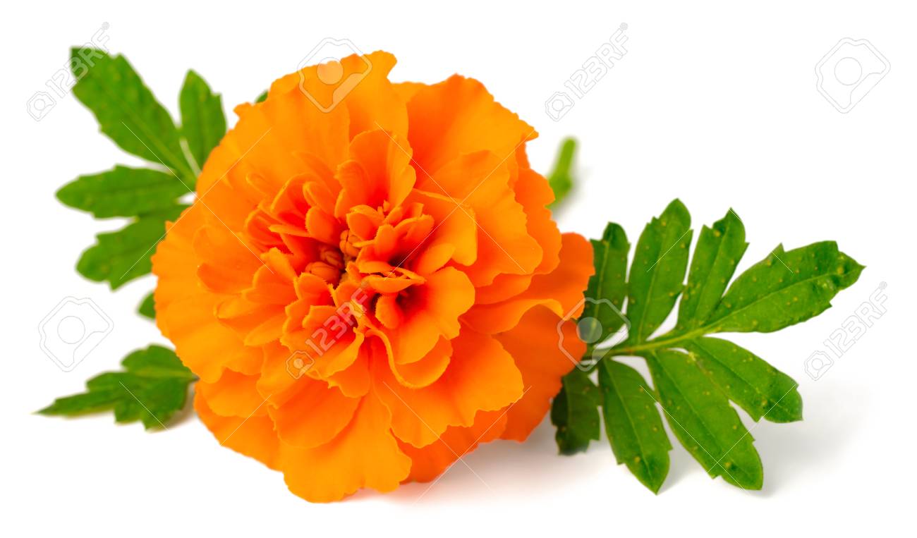 Image result for flowers against white background