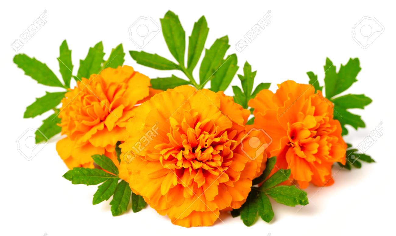 fresh marigold flowers isolated on white background - 95051902 fresh marigold flowers isolated on white background - 95051902