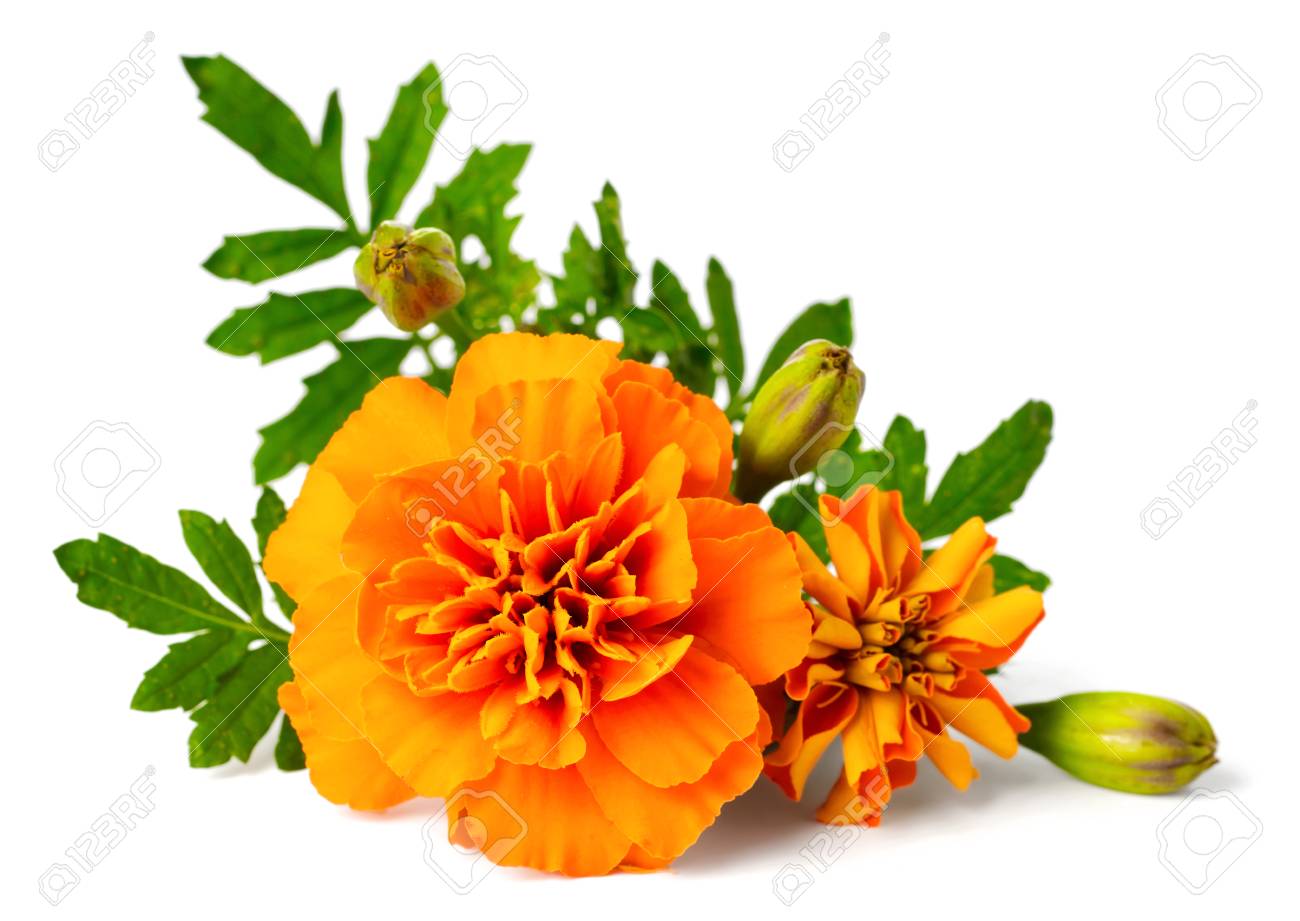closeup of fresh marigold flower isolated on white - 95113671 closeup of fresh marigold flower isolated on white - 95113671
