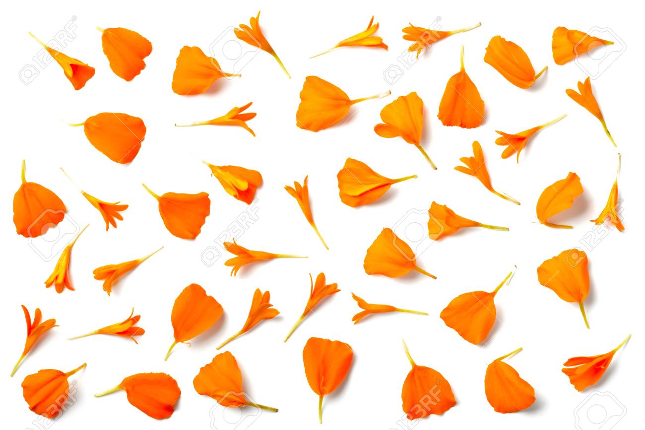 Fresh Orange Marigold Petals Isolated 
