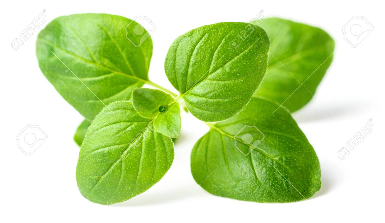 fresh oregano leaves isolated on white - 95358651 fresh oregano leaves isolated on white - 95358651