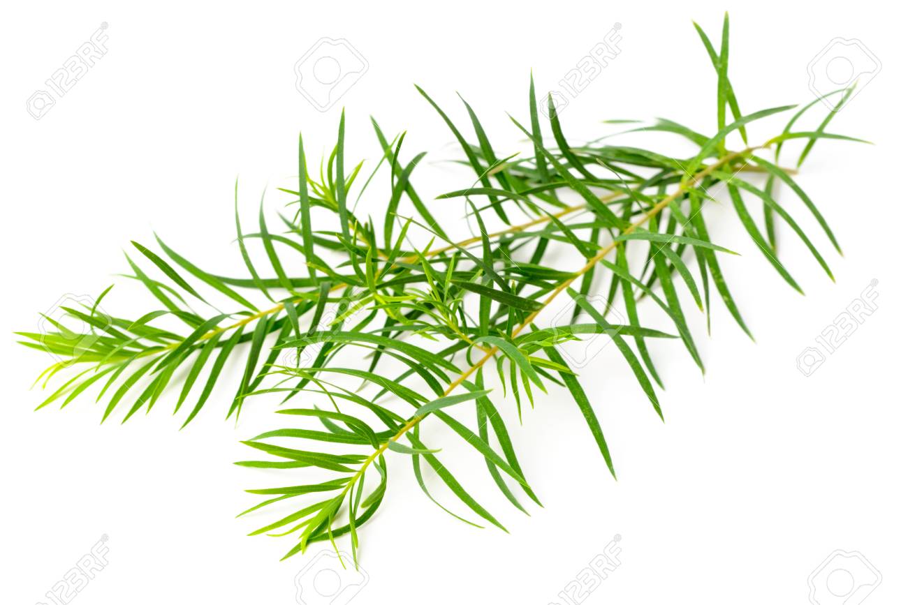 fresh tea tree leaves isolated on white background - 96048357 fresh tea tree leaves isolated on white background - 96048357
