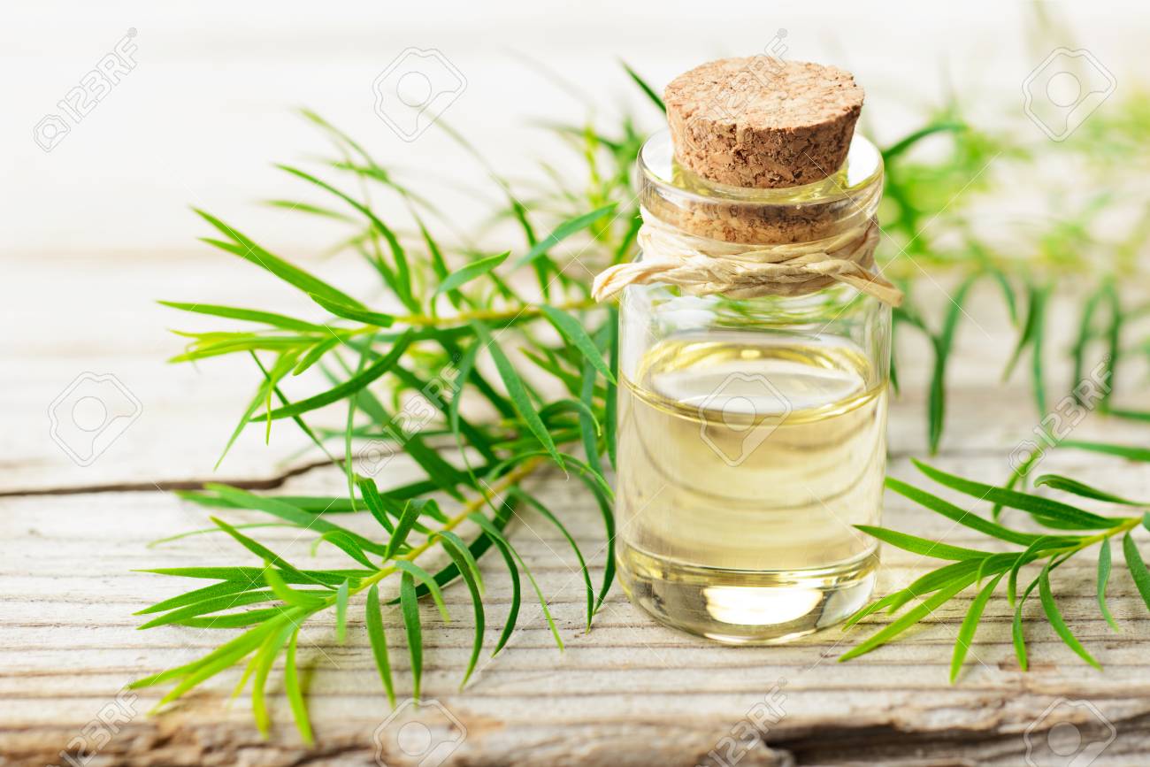 fresh tea tree twig and essential oil on the wooden board - 96271795 fresh tea tree twig and essential oil on the wooden board - 96271795