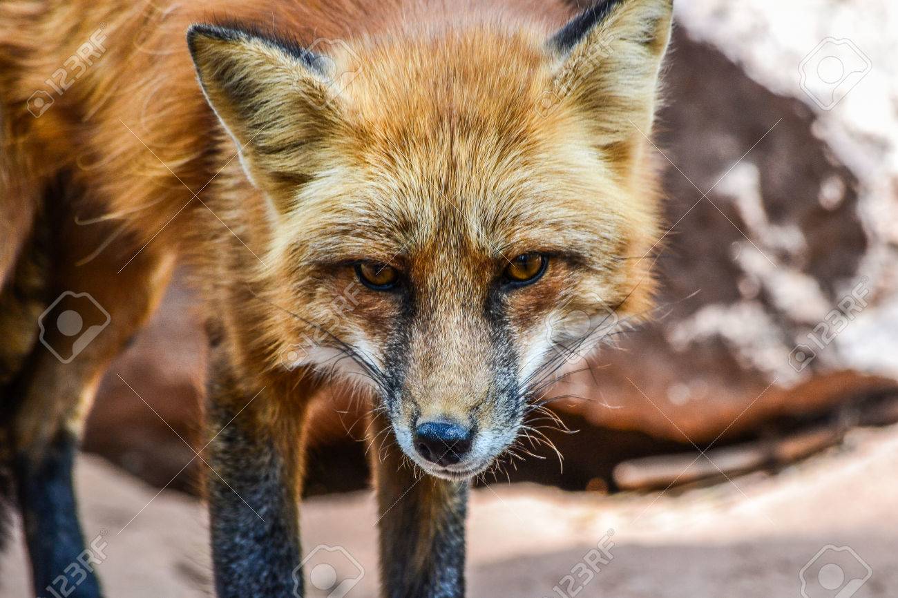 キツネ目 の写真素材 画像素材 Image キツネ目 の写真素材 画像素材 Image