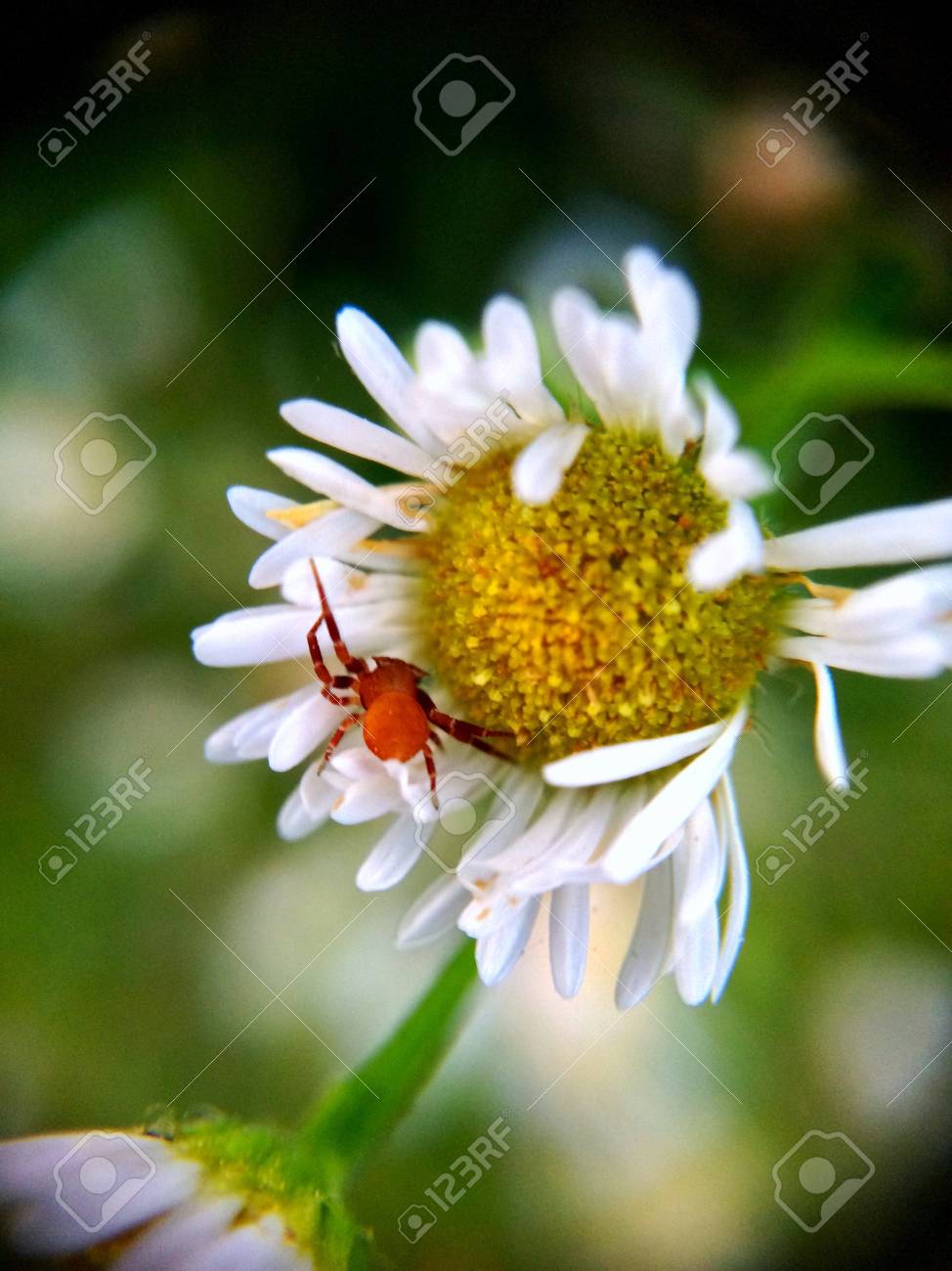 etiam-dictum-ipsum-a-felis