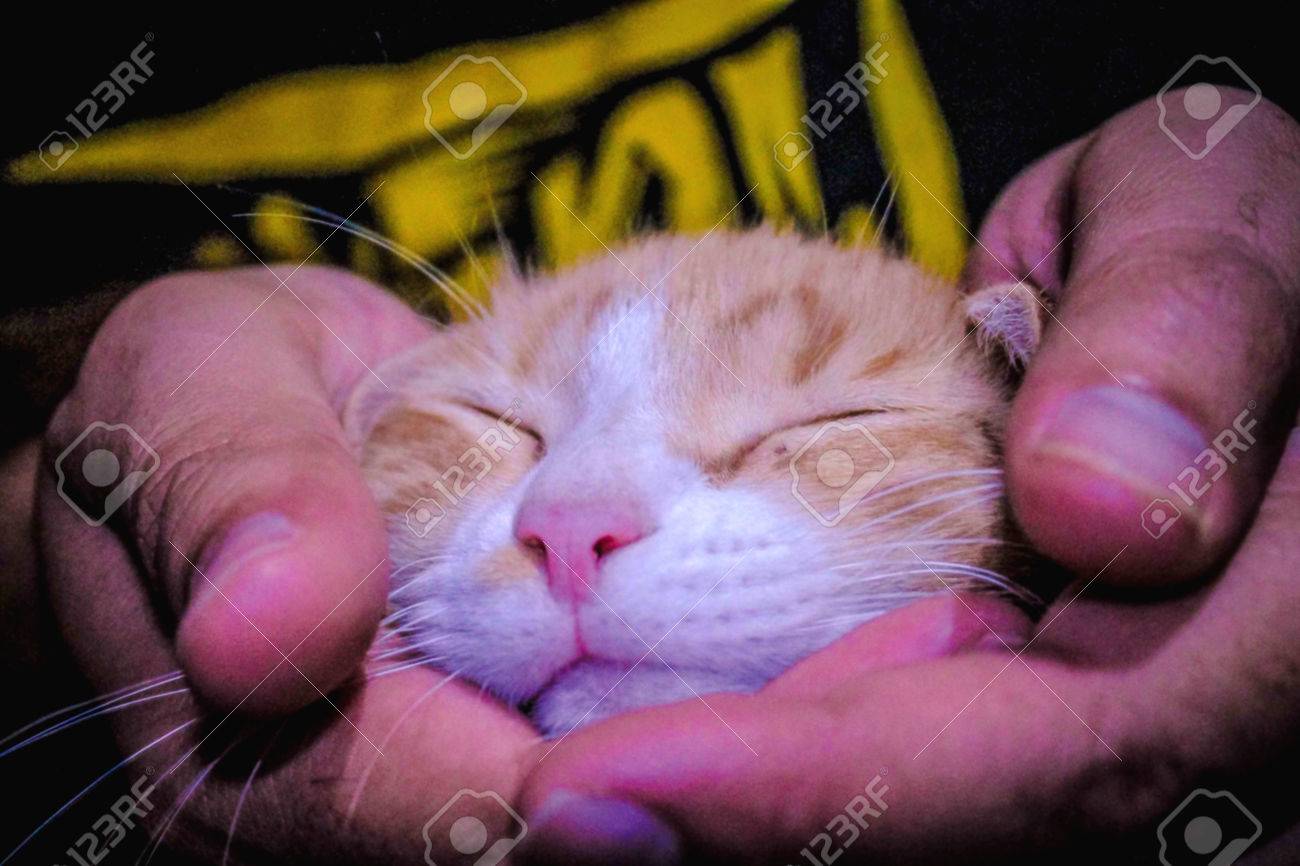 etiam-dictum-ipsum-a-felis